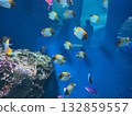 魚兒在珊瑚礁中游動 132859557