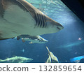 鯊魚在水族館游泳 132859654