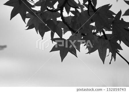 Maple leaf, monochrome 132859743