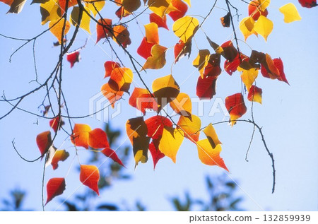 Autumn leaves photographed on positive film Autumn leaves photographed on positive film 132859939