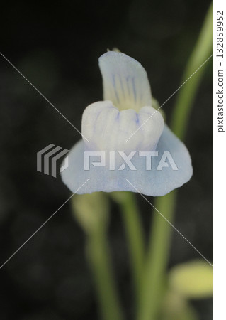 Water Lawn Flower Water Lawn Flower 132859952