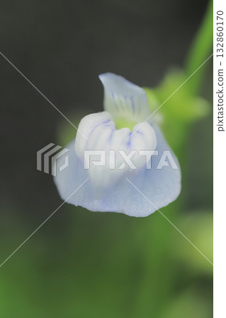 Water Lawn Flower 132860170