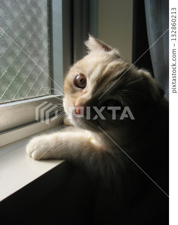 小貓懶洋洋地趴在窗邊 132860213