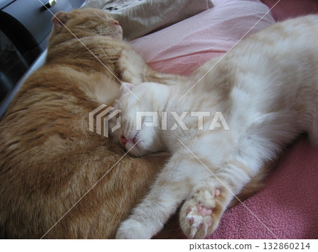 Cats sleeping together in awkward positions Cats sleeping together in awkward positions 132860214