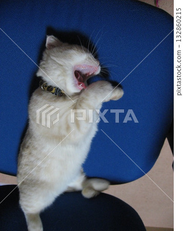 Kitten yawning loudly Kitten yawning loudly 132860215