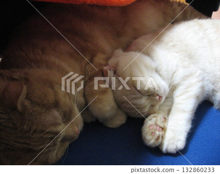 A good cat A good cat 132860233
