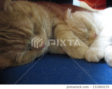 Two friendly cats sleeping Two friendly cats sleeping 132860235