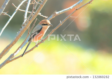 Mos（男） 132860282