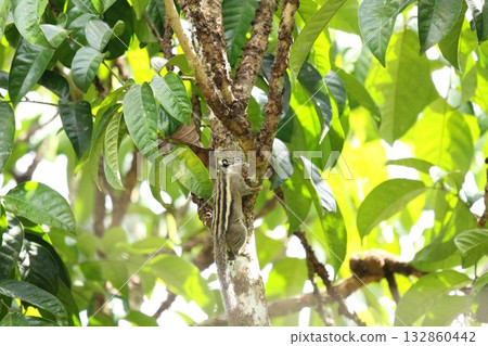 Squirrel on a tree in the rainforest of Thailand Squirrel on a tree in the rainforest of Thailand 132860442
