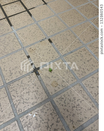 Stink bugs invading the outdoor toilet Stink bugs invading the outdoor toilet 132860543