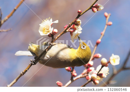White-eye sucking plum blossoms White-eye sucking plum blossoms 132860546
