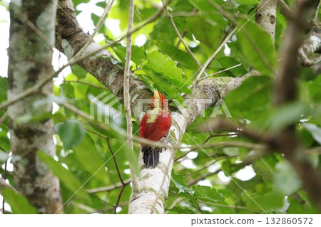 Red-crested woodpecker in a tree in Thailand 132860572