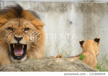 Father lion menacing the camera Father lion menacing the camera 132860644