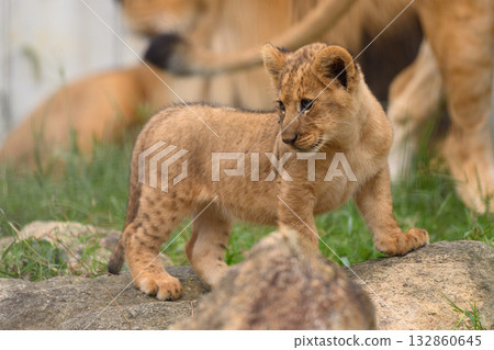 A brave lion cub 132860645
