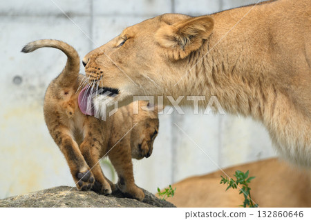 Lion mother licking her cub's butt 132860646