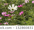 Autumn flower cosmos season has come 132860831