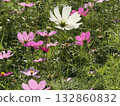 Autumn flower cosmos season has come 132860832