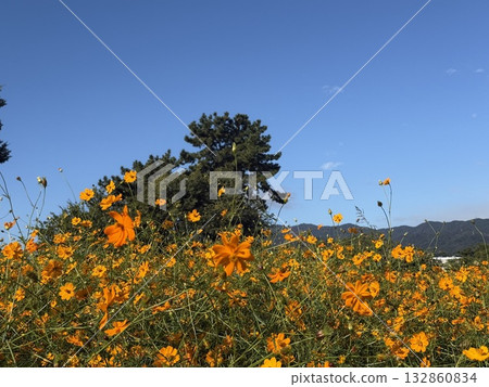 Yellow cosmos shining against the blue sky Yellow cosmos shining against the blue sky 132860834