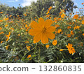 Orange cosmos, orange flowers, autumn scenery, in the mountains, garden, red flowers 132860835