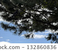 I look up at a pine tree 132860836