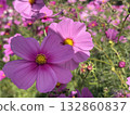 Blooming pink cosmos flowers 132860837