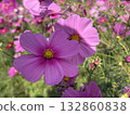 Blooming pink cosmos flowers 132860838