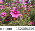 Autumn flower cosmos seasonal change 132860839