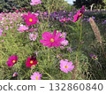 Scenery with cosmos 132860840