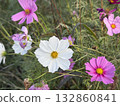 Pink cosmos flowers blooming in the autumn flowerbed 132860841