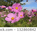 Cosmos flowers that shine in the blue sky in autumn 132860842