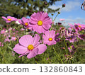 Cosmos shining in the autumn blue sky 132860843