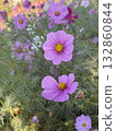 Pink cosmos blooming in the cosmos field 132860844