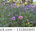 Cosmos are blooming in the cosmos field 132860845