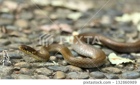 Creatures, Reptiles, Hibakari, early November. Basking in the sun on the stone pavement in the park during the day, often seen before winter 132860989