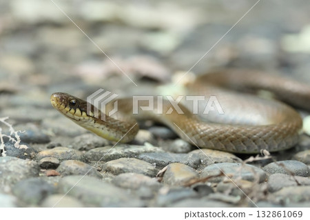 Creatures, Reptiles, Hibakari, a non-venomous and docile snake. One of its distinctive features is the whitish pattern on the back of its neck. Creatures, Reptiles, Hibakari, a non-venomous and docile snake. One of its distinctive features is the whitish pattern on the back of its neck. 132861069
