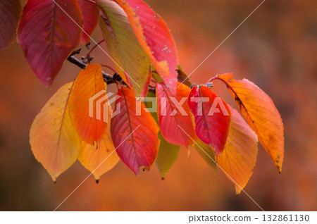 Autumn leaves of cherry blossoms on the Shinano River and Yasuragi Embankment Autumn leaves of cherry blossoms on the Shinano River and Yasuragi Embankment 132861130