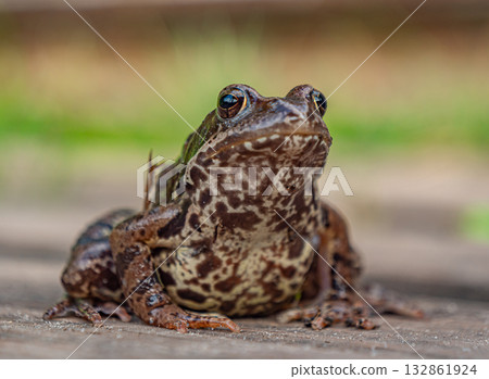 Close up of brown spotted frog sitting on wooden surface during daytime in the summer sunlight Close up of brown spotted frog sitting on wooden surface during daytime in the summer sunlight 132861924