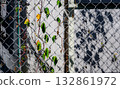 Withered ivy entangled on a fence and autumn light and shadow 132861972