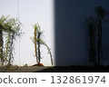 Weeds and their silhouettes standing on the border between white and shadow 132861974