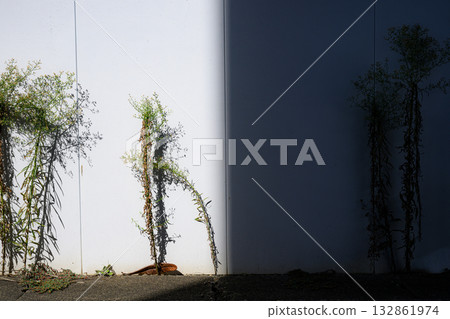 Weeds and their silhouettes standing on the border between white and shadow 132861974