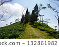 Pathway Leading Up Tea Hill with Tall Trees at Sherpa Gaon, Kalimpong 132861982