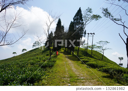 Pathway Leading Up Tea Hill with Tall Trees at Sherpa Gaon, Kalimpong 132861982