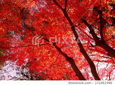 仙台市青葉區西公園南側附近的秋葉 仙台市青葉區西公園南側附近的秋葉 132861996