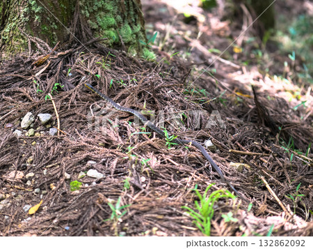 京都大原山脈,一條山菖蒲蛇正穿過落葉層。 京都大原山脈,一條山菖蒲蛇正穿過落葉層。 132862092