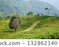 Lush Tea Garden Slopes with Hillside Path and Mountain Backdrop at Kalimpong 132862140