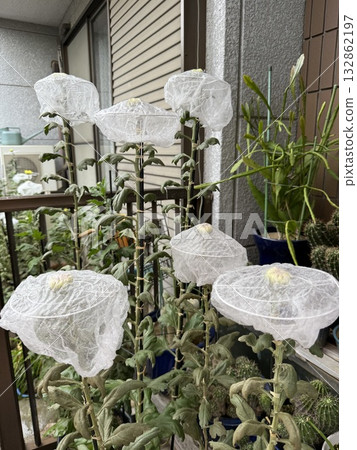 為展覽而栽培菊花 132862197