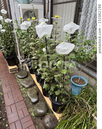 為展覽而栽培菊花 132862198