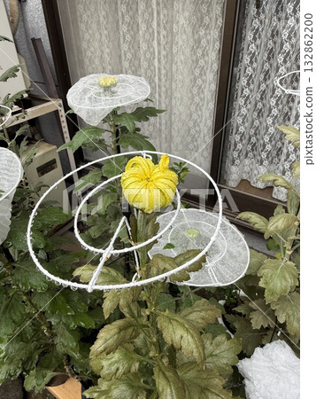 為展覽而栽培菊花 132862200