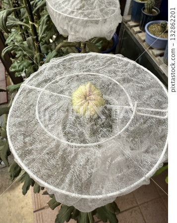 Cultivation of chrysanthemums for exhibitions 132862201