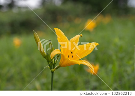 澀嶺的黃花菜/長野縣 澀嶺的黃花菜/長野縣 132862213